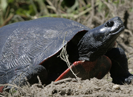 Northern Red-bellied Turtle
